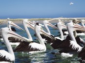 karmienie pelikanów, fot.Tourism Australia