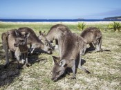 Park Narodowy Murramang, fot.Tourism Australia